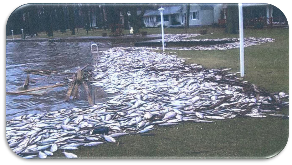 Harmful Algal Blooms Everything You Need To Know