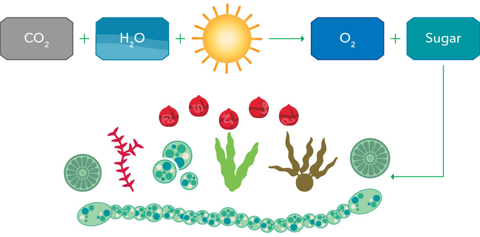 algae photosynthesis