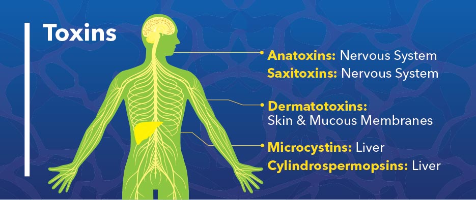 algae toxins