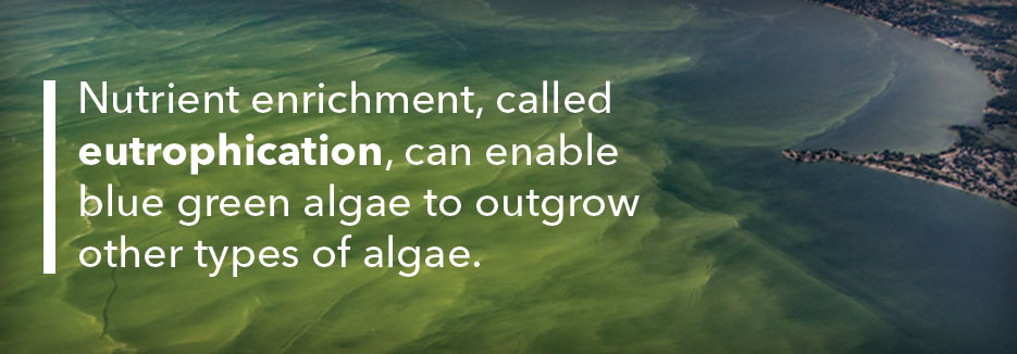 eutrophication