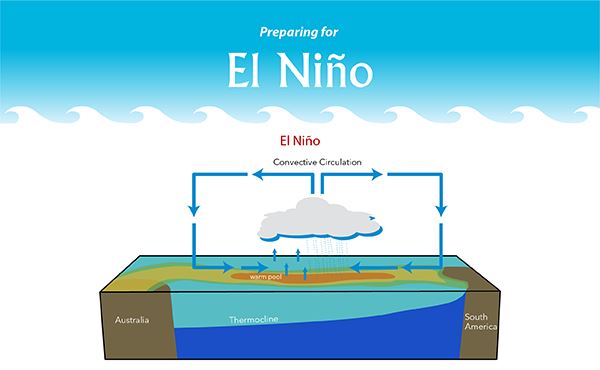 An image showing how the thermocline and surface water behave in the warm phase of ENSO. The winds become weak and sometimes blow east, while the thermocline flattens and the surface water becomes warmer off the coast of South America.