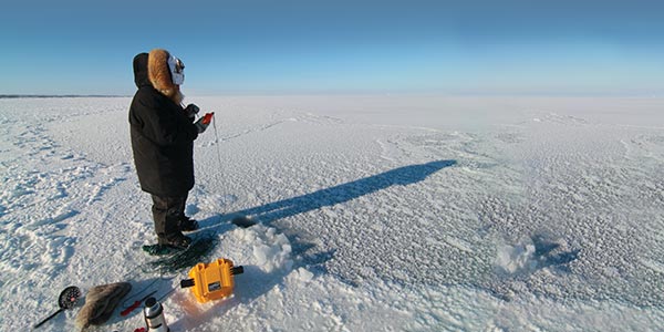 600x300-blog-arctic-eider