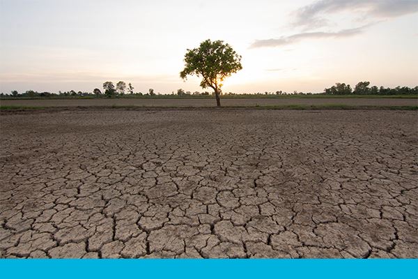 Cracked soil is an effect of climate change, specifically higher temperatures.
