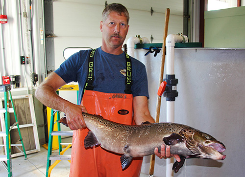 A629-Greg-Atlantic-Salmon.jpg