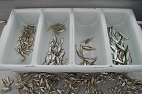 A630-Fish-in-Tray.jpg