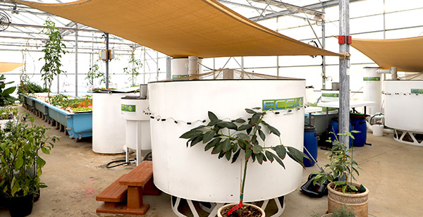 Oasis Aquaponics Uses YSI Products to Measure Temperature and Other Parameters