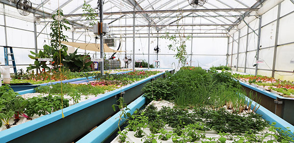 Oasis Aquaponics Facility Uses YSI Instruments to Prevent Crop Loss