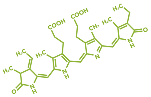 Are-You-Ready-for-HAB-Algae-Structure.jpg