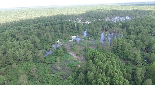 Atchafalaya-Basin-Aerial-Drone.jpg