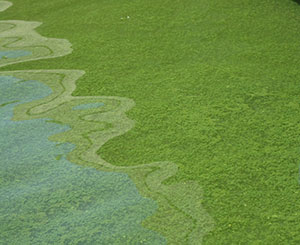Blue-Green-Algae-Covering-Pond.jpg
