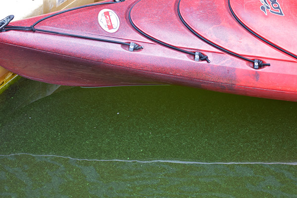 Charles River | Harmful Algal Bloom | YSI