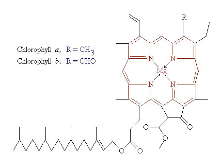 Chlorophyll_Molecule.jpg