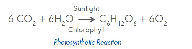 Chlorophyll_Reaction.jpg