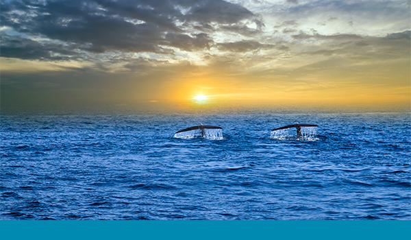 A family of whales off the coast of Ceylon, Sri Lanka