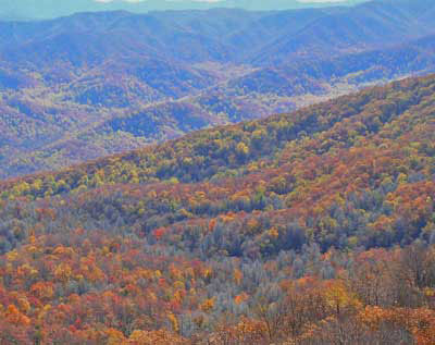 Dead-Hemlocks-Cove-Mountain.jpg