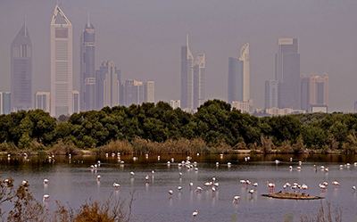 Dubai-Flamingoes-Ras-al-Khor-Wildlife-Sanctuary.jpg