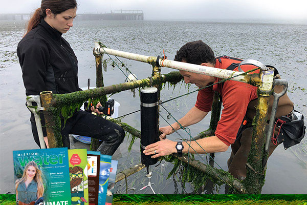 Eelgrass Research