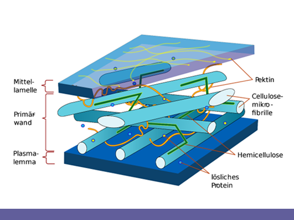 Schematic of a plant cell wall