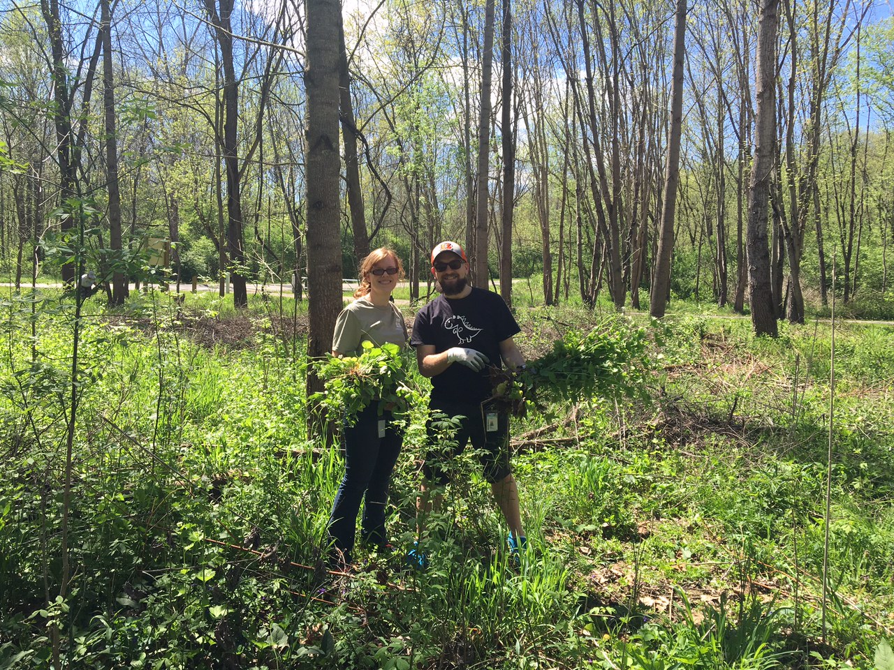 Heather Brooks and Zach Ewing pulling garlic mustard at Caesar Creek Canoe Access.jpg