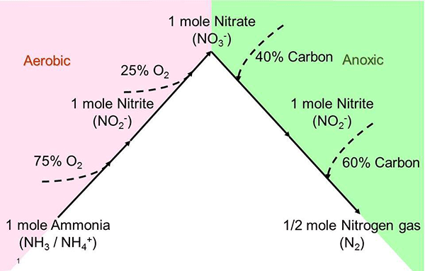 Nitrification and Denitrification Pathway | YSI | IQ SensorNet