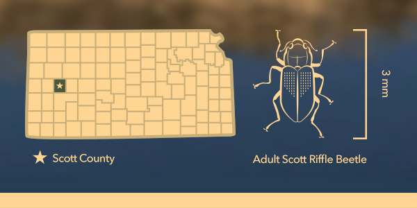 Scott Riffle Beetle Location | Mission Water | YSI