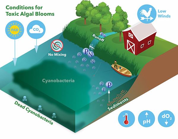 Conditions for Toxic Algal Blooms