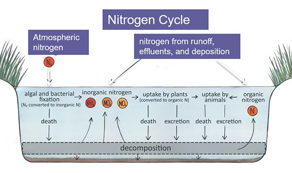 Nitrogen Cycle in a Water Body