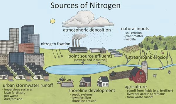 Sources of Nitrogen in a Water Body