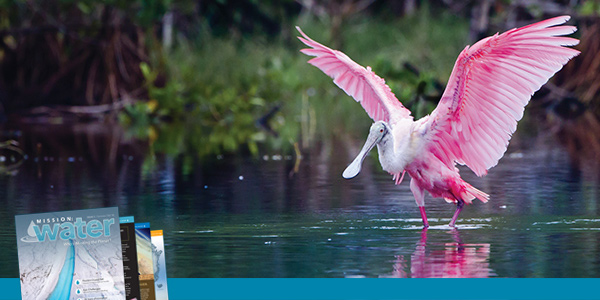 Miami-Sea-Level-1-Spoonbill.jpg