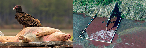 Mission-Water-CAFO-Dead-Pig.jpg