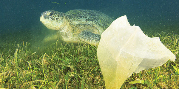 Mission-Water-Gyre-4-Turtle-Plastic.jpg