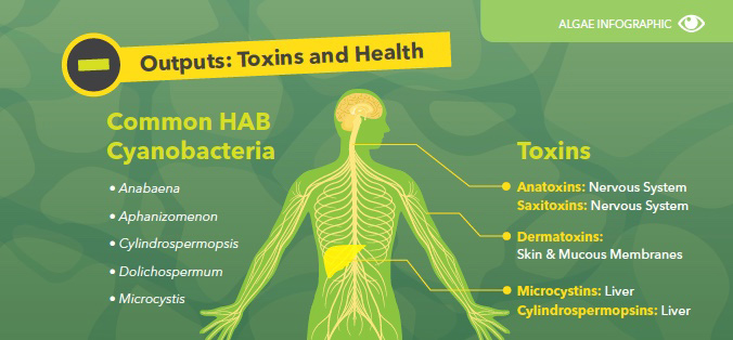 Mission-Water-HABs-Infographic-4.jpg