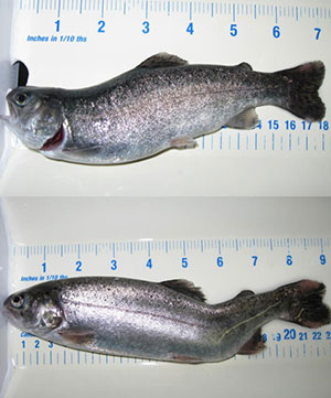 Nitrate-Abnormal-Deformities-in-Rainbow-Trout.jpg