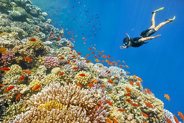 Snorkeling in the Red Sea | Ocean Acidification | YSI