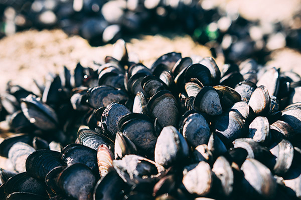 Mussels Along the Coast | Ocean Acidification | YSI