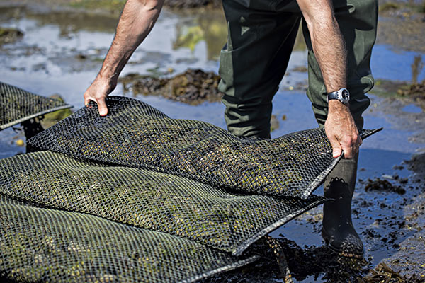 Oyster Farming | Ocean Acidification | YSI