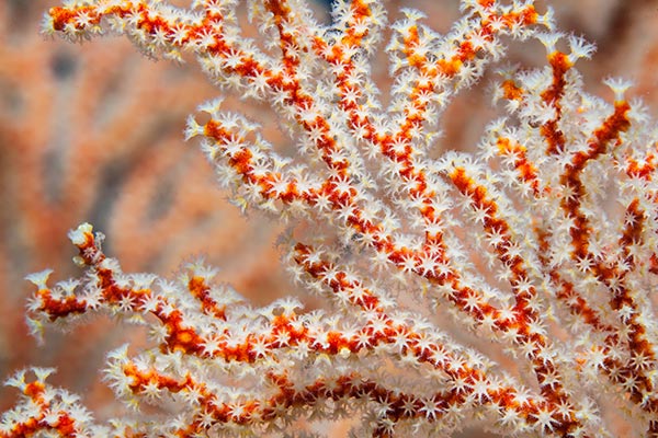Sea Fan Coral Thriving | Ocean Acidification | YSI