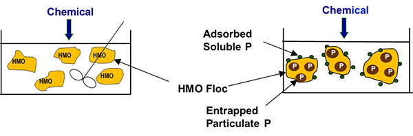 Phosphorus-Blog-HMO-Formation.jpg