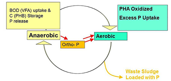 Phosphorus EBPR Figure