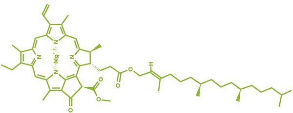 Chlorophyll Structure