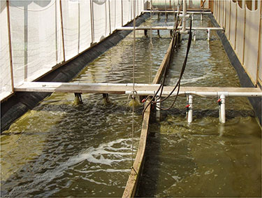 Super Intensive Shrimp Farming 