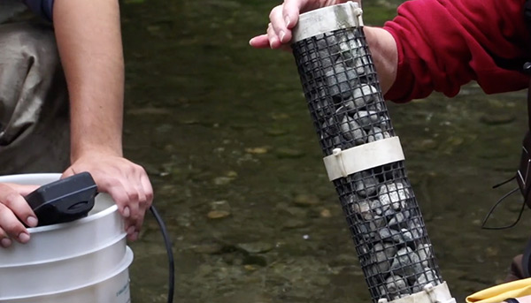 Thornton Creek Colonization Basket