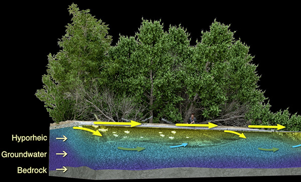 Thornton Creek Hyporheic Zone Graphic