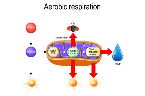 Cellular Aerobic Respiration | OI Analytical