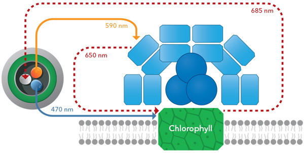 YSI TAL Chlorophyll