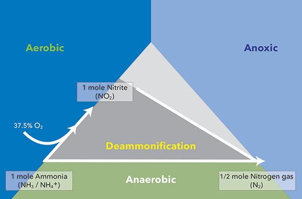 Deammonification Pathway Diagram | YSI IQ SensorNet