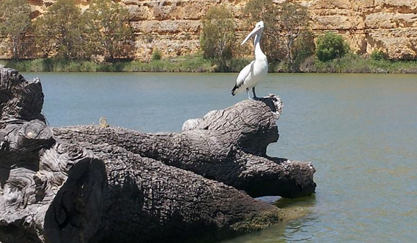 unsw-heron