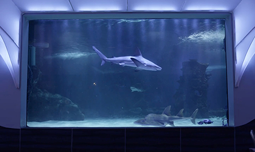 YSI-at-Newport-Shark-Exhibit.jpg