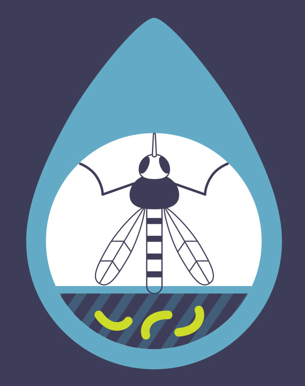 Zika-Infographic-5-Mosquito-Breeding.jpg