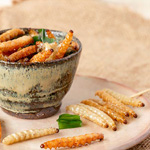 measure protein in insects chitins nitrogen analysis